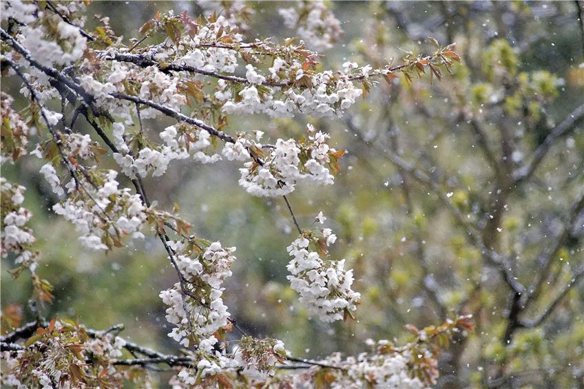 Kirschblüten im Schneetreiben. Die Schäden der Kälte sind erst in einigen Tagen absehbar, sagen die Obstexperten.Bild: Metz