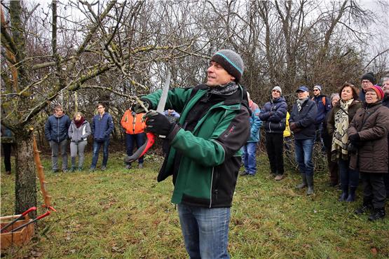 Kreisobstbauberater Joachim Löckelt in Aktion an einem Halbstamm-Apfelbaum beim Schnittkurs des OGV Mössingen. Bild: Erich Sommer