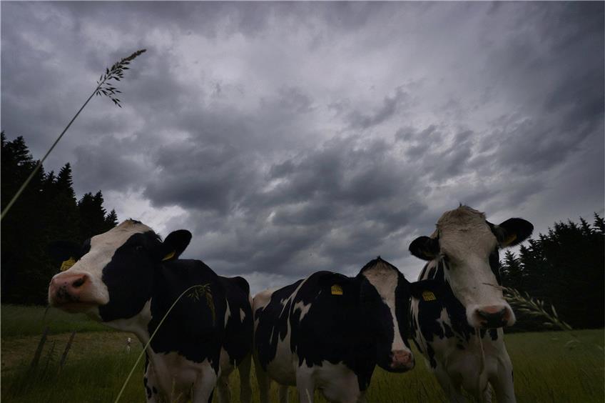 Kühe stehen auf einer Weide unter Regenwolken. Foto: Karl-Josef Hildenbrand