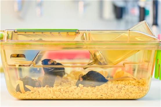 Mäuse bewegen sich in einem geschlossenen Behälter in einem Labor des Deutschen Krebsforschungszentrums (DKFZ). Foto: Uwe Anspach/dpa