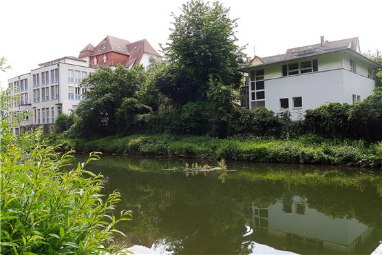 Mitten auf dem Neckarkanal, etwas oberhalb des TAGBLATTS (links) brütet ein Blässhuhn – genau dort, wo am Donnerstag das Stocherkahnrennen ist. Das Huhn wird deshalb durch ein Boot geschützt. Bilder: Gaus