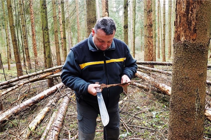Mitten in einem „Käferloch“: Revierförster Achim Walter untersucht Rindenstücke von befallenen und sterbenden Bäumen.