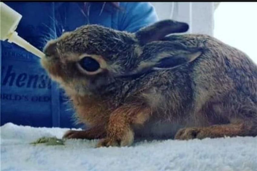Nur verletzte oder kranke Kaninchen sollten zum Tierarzt.Privatbild