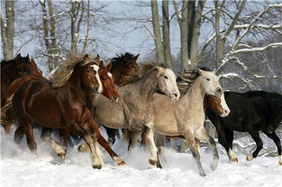 Pferde im Landesgestüt Marbach. Archivbild: Gabriele Boiselle