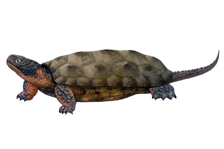 Rekonstruktion der neu entdeckten bezahnten Schildkröte Sichuanchelys palatodentata aus dem Oberen Jura der westlichen Wüstenregion Chinas. Künstlerische Darstellung: Lida Xing