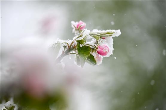 Schnee liegt auf den Blüten eines Apfelbaums. Foto: Marius Bulling/dpa