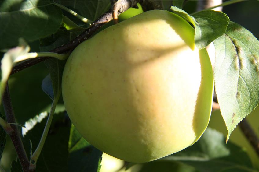 Sonnenstrahlen verpassen einem Apfel der Sorte Golden Delicious auf der Obstplantage des Apfelguts Glanz, der zum Namen passt.