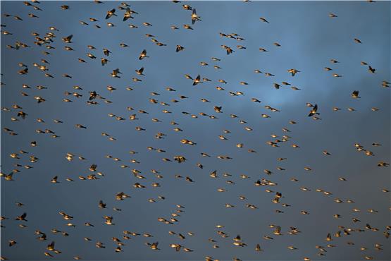 Tausende Bergfinken fliegen zu ihrem Schlafplatz im Wald auf der Schwäbischen Alb. Foto: Felix Kästle/dpa/Archivbild