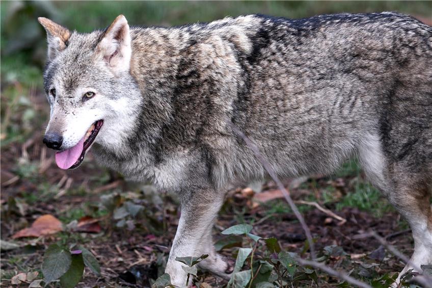 Tiefsitzende Ängste löst der Anblick eines Wolfs oft nicht nur bei Landwirten aus. Die Art ist nach deutschem Recht streng geschützt.Bild: Ulmer