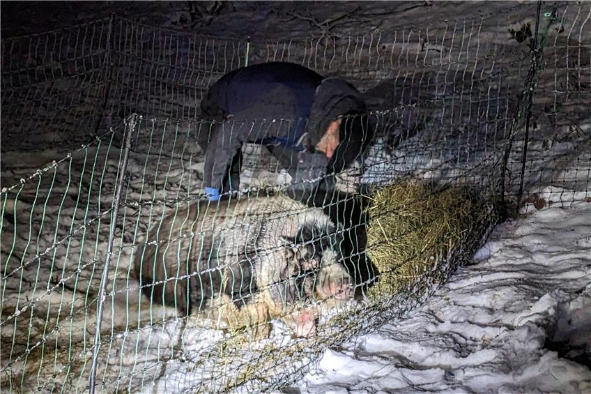 Tierarzt Rafael Moise kümmert sich um das verängstigte Schwein. Bild: Hannah Gaus