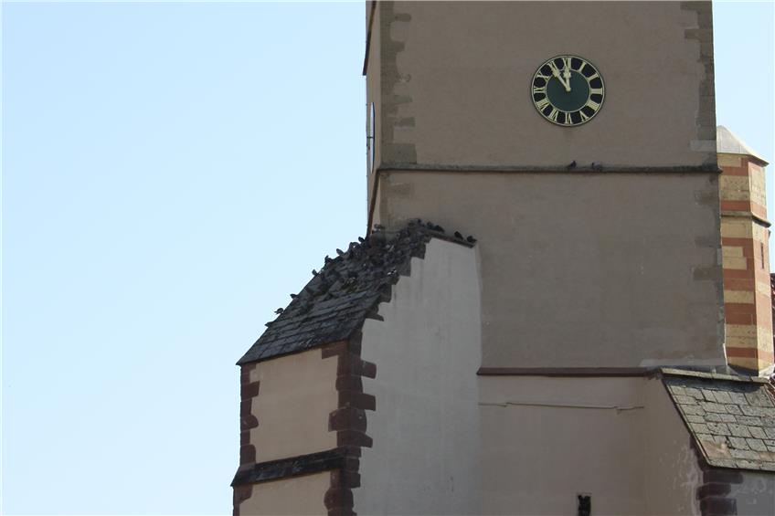 Unbedenklich oder „5 vor 12“? Im Schatten der Liebfrauenkapelle tummelten sich gestern Mittag etwa 50 Tauben. Bild: Fuchs