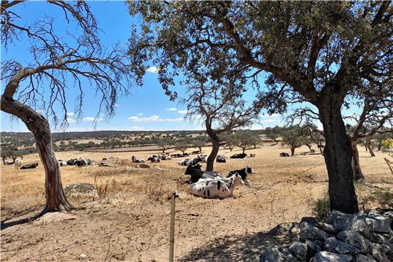 Verdorrtes Gras, kaum Schatten: Eine Dehesa mit weidenden Kühen nahe der Ortschaft Pedroche. Landwirte nehmen weite Wege in Kauf, um gewalige Mengen Wasser zur Versorgung ihrer Rinder aufzutreiben.  Foto: Martin Dahms