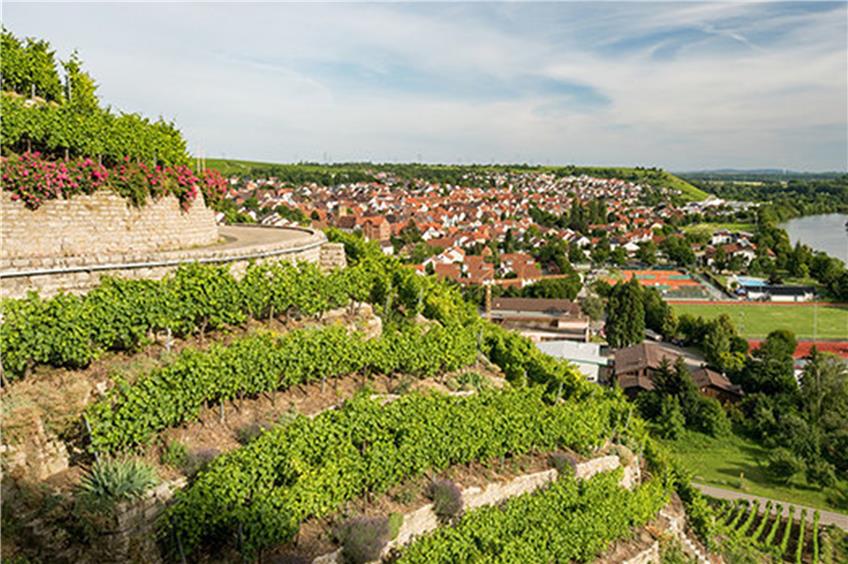 Viele Weinanbaugebiete gibt es in Deutschland nicht. Das liegt daran, dass große Hänge, die nach Süden ausgerichtet sind, benötigt werden. Dieser hier bei Mundelsheim wurde terrassenförmig angelegt. Bild: fotolia.com©Manuel Schönfeld