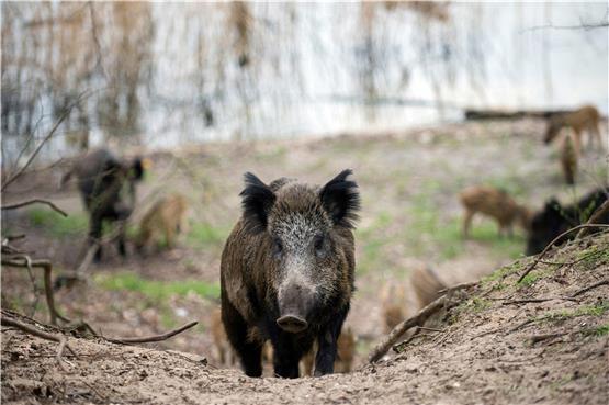 Wegen der vielen Wildschweine ist eine Seuche kaum zu kontrollieren. Links ein Warnhinweis zur sachgemäßen Müllentsorgung an einer Raststätte. Foto: dpa