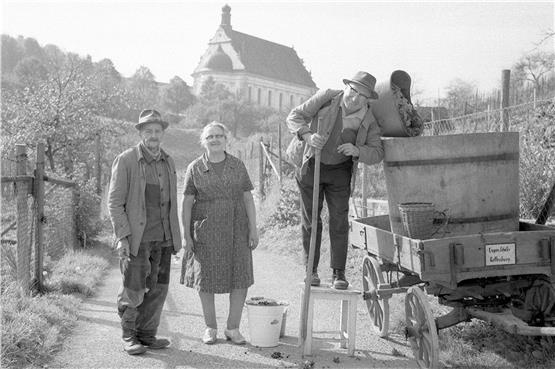 Weinlese 1968 in der Ehalde: Der Mann auf dem Hocker ist der damals 70-jährige Alois Brenner, Vorstand des Weingärtnervereins. Archivbild: Faiß