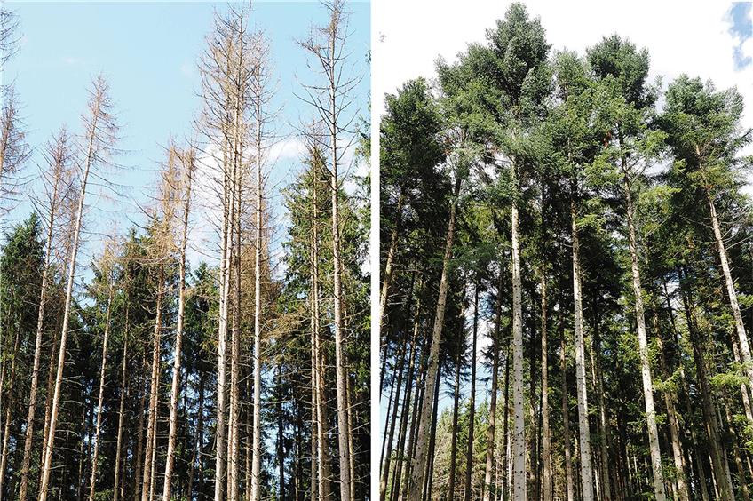 Wenn sich der Borkenkäfer in einem Privatwald ausbreitet, ist Diplomatie im Gespräch mit den Besitzern gefragt. Die Holzpreise jedenfalls verleiten derzeit eher nicht zu Investitionen in Forstarbeiten.