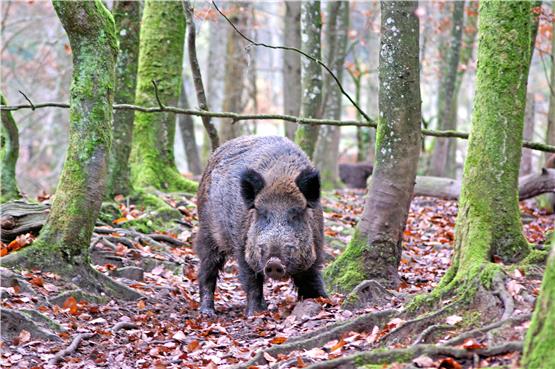 Wildschweine entdecken die Städte für sich – auch Tübingen. Bild: Schweizer