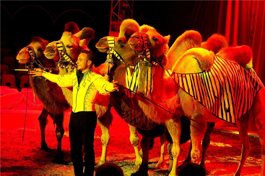 Zirkusdirektor Henry Frank tritt mit vier Kamelen auf.