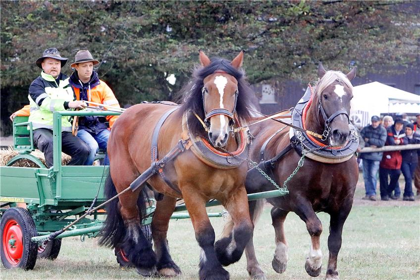 Zweispänner-Geschicklichkeitsfahren: Eduard Redinger (links) mit den Pferden Arthur (Belgier) und Jette (Süddeutsches Kaltblut). Bild: Haas